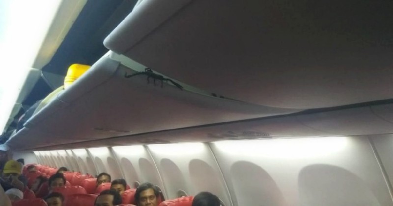 Kalajengking di Kabin Pesawat, Lion Air Sebut Laba-laba