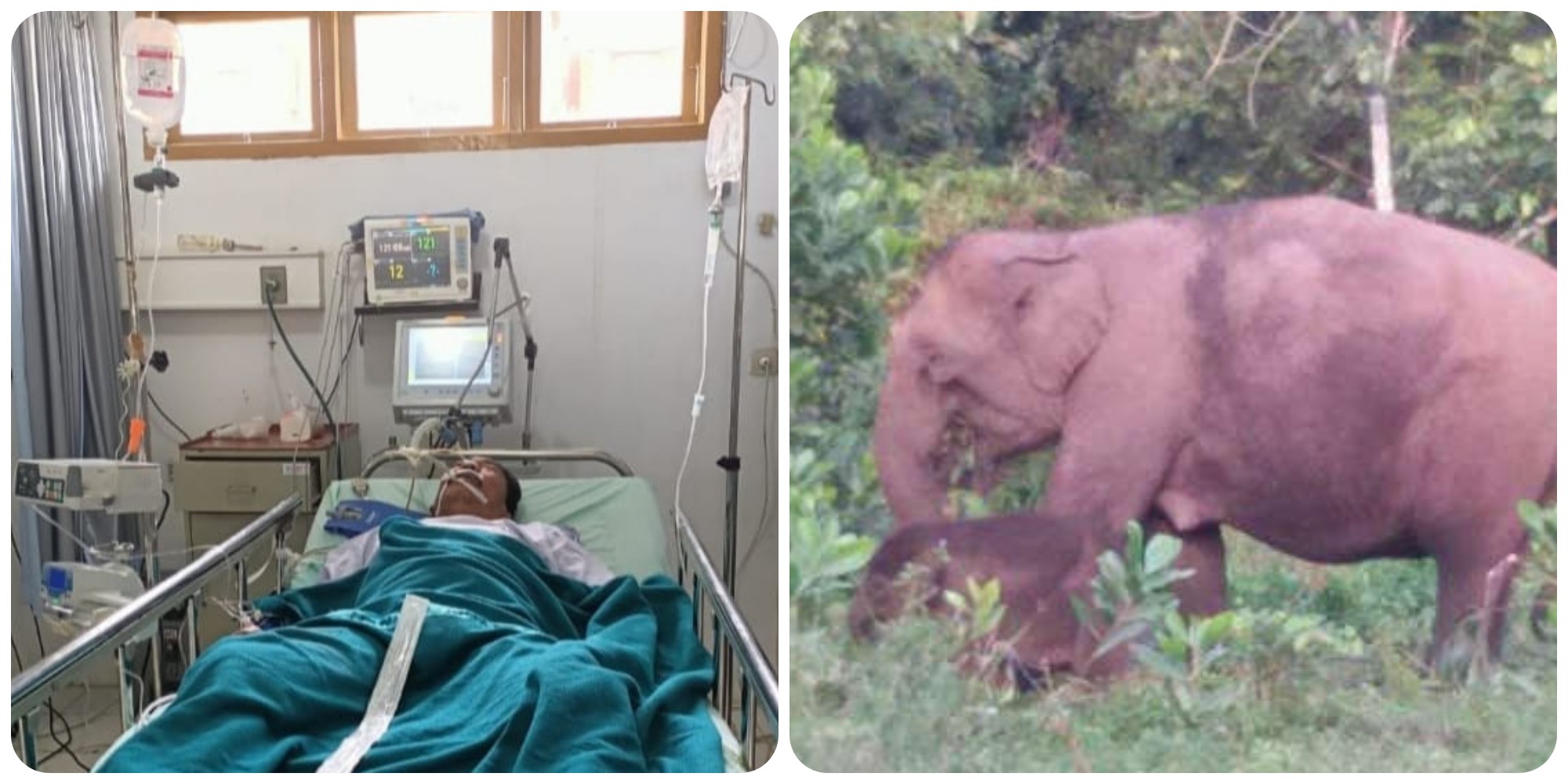 Diinjak Gajah yang Masuk Kebun Warga, Seorang Kepala Dusun di Jambi Meninggal
